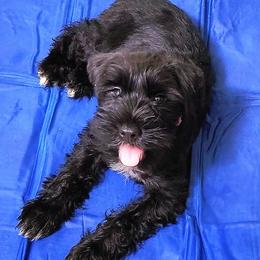 Miniature Schnauzers from Vyacheslav Pilosov