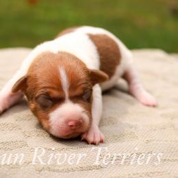 Chocolate based sable red - Red white and sable male Rat Terrier puppy in Allegan, Michigan from Gun River Terriers