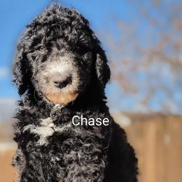 Chase - Black male Goldendoodle puppy in Caldwell, Idaho from Houserville Kennels