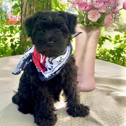 Bon Bon - Black female Miniature Schnauzer puppy in Charlotte, Tennessee from Heritage miniature schnauzers