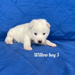 Willow boy 5 - White male Siberian Husky puppy in Ocala, Florida from Florida Husky Puppies