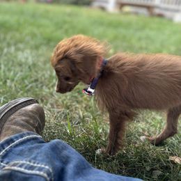 Aussiedoodle, Miniature Australian Shepherd, Poodle, and Toy Australian Shepherd Puppies from Mowry Creek Mini Aussiedoodles and More