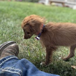 Aussiedoodle, Miniature Australian Shepherd, Poodle, and Toy Australian Shepherd Puppies from Mowry Creek Mini Aussiedoodles and More