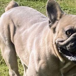 French Bulldogs from FLYING DD RANCH