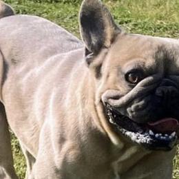 French Bulldogs from FLYING DD RANCH