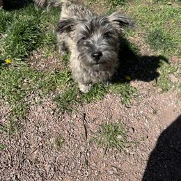 Ellie - Cairn Terrier