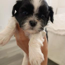 Black and white boy - Black and white male Shih Tzu puppy in Paradise, California from Richview Shihtzu