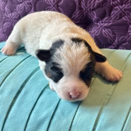 Pied Piper - Tri-color male Russell Terrier puppy in Viper, Kentucky from Mountain Top