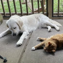 Golden Retriever Puppies from English Creamery Golden Retrievers