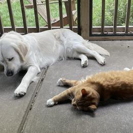 Golden Retriever Puppies from English Creamery Golden Retrievers
