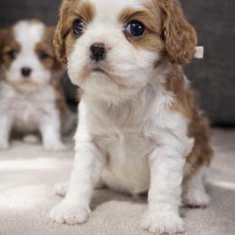 Poppy - Blenheim female Cavalier King Charles Spaniel puppy in Greensboro, North Carolina from Hyde Park Cavaliers
