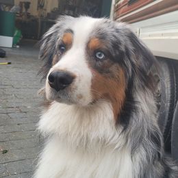 Australian Shepherds from Watervale's Awesome Aussies