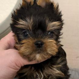 Girl A - Black and tan female Yorkshire Terrier puppy in San Diego, Temecula, Ontario, California from Yorkie & Maltese Royalty