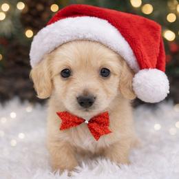 Elsa- AKC import lines - Cream female Dachshund puppy in Coweta, Oklahoma from Sunnyside Dachshunds