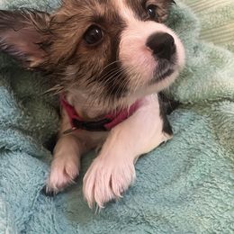 American Corgi and Pembroke Welsh Corgi Puppies from Cascadian Space Coast Corgis LLC