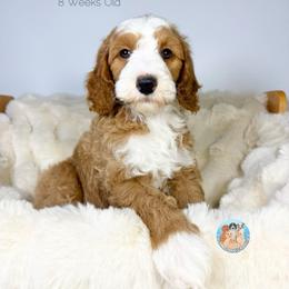 Ocean - Red male Double Doodle puppy in Southwest Ranches, Florida from Dandy Doodle Ranch