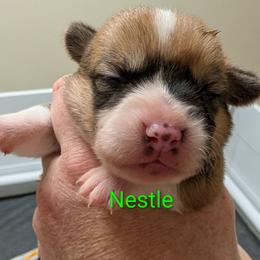 Nestle - Red female Pembroke Welsh Corgi puppy in Berkeley Springs, West Virginia from Hummingbird Farm