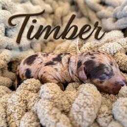 Timber - Chocolate merle male Bernedoodle puppy in Fort Collins, Colorado from Front Range Family Doodles