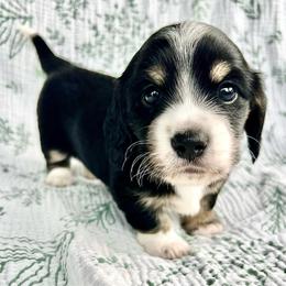 Tango - Black and cream male Dachshund puppy in Woodburn, Oregon from Primo Dachshunds