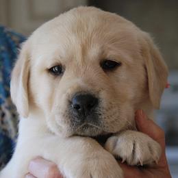 Labrador Retrievers from Pendragon Labradors
