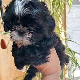 Sasha - Black and white female Shih Tzu puppy in Victorville, California from Precioustzus
