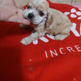 Sand - Buff male Cocker Spaniel puppy in Charleston, Tennessee from Nefer's Kennel