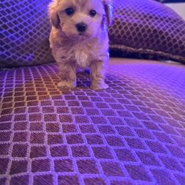 Tuby - Apricot male Maltipoo puppy in Washington from Mt.BakerPoodles&Doodles