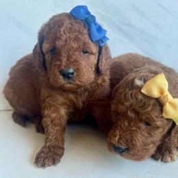 Too be determined with personalities - Red  male Goldendoodle puppy in South Jordan, Utah from Wasatch Pup