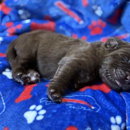 Rogue - Brown female Newfoundland puppy in Silver Creek, New York from Boo N’ Bubs Newfoundlands