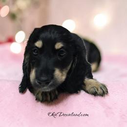 Tabitha - Black and cream female Dachshund puppy in Oklahoma City, Oklahoma from OkieDoxieland Dachshunds