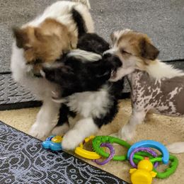Chinese Crested Puppies from Acajun Cresteds