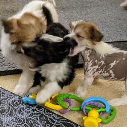 Chinese Crested Puppies from Acajun Cresteds