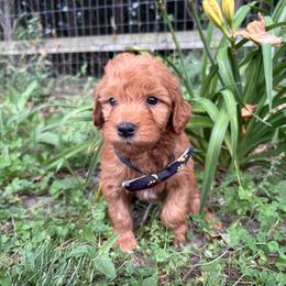 Peter - Red  male Goldendoodle puppy in Camden, North Carolina from Oopsie Doodles of NC
