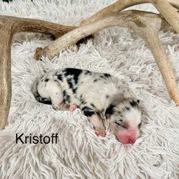 Kristoff - Blue merle male Australian Shepherd puppy in Vernal, Utah from Dancing M Kennels