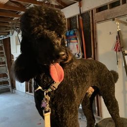 Poodles from Paula’s Standards