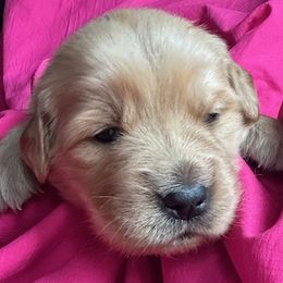 Golden Retriever Puppies from Chevaline Goldens