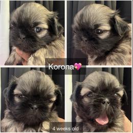 Korona - Sable female Shih Tzu puppy in Orange, California from Shih Tzu Hauz