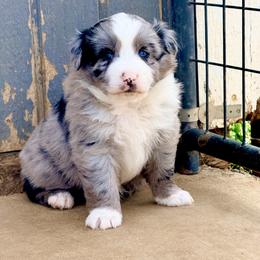 Tide - Blue merle male Australian Shepherd puppy in Mineral Wells, Texas from A6 Australian Shepards