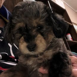 Aussiedoodle and Poodle Puppies from BA Doodles & Poodles