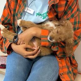 Green Boy - Red  male Goldendoodle puppy in Richmond, Kentucky from The Doting Doodle