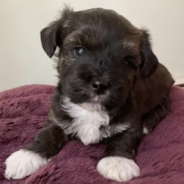 Bichon Frises, Havanese, and Lhasa Apsos from Our Lovely Pups