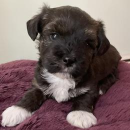 Bichon Frises, Havanese, and Lhasa Apsos from Our Lovely Pups