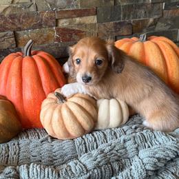 Miss Piggy - Dapple female Dachshund puppy in Harold, Kentucky from Taylors Tiny Tails