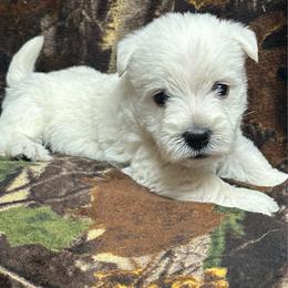 Boy 1 - White male West Highland White Terrier puppy in Scurry, Texas from Karen Williams's West Highland White Terriers