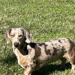 Maple - Dachshund
