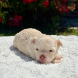 Lore - Cream female Chihuahua puppy in Forsyth, Georgia from Brooks Grove Canines LLC