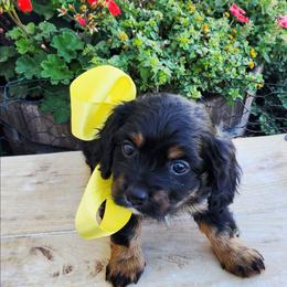 Boy 2 - Tri-color male Cavapoo puppy in Junction, Utah from City Creek Cavapoos