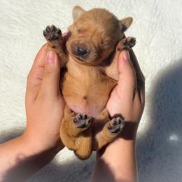 Boy 1 - Dark golden male Golden Retriever puppy in Plant City, Florida from All shades Golden