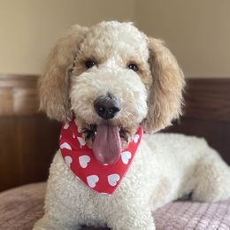 Goldendoodles from Woodview Doodles