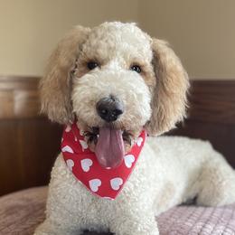 Goldendoodles from Woodview Doodles